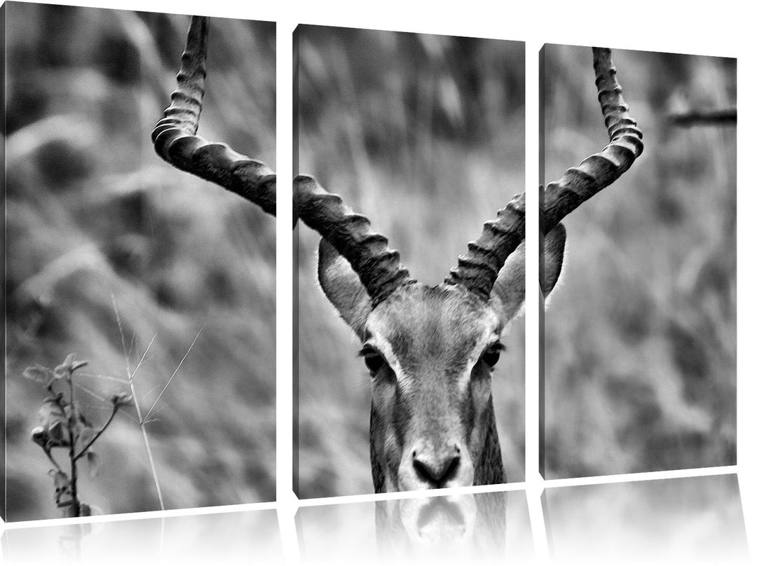 Pixxprint prächtige Dorkasgazelle als Leinwandbild/Grösse: 3 Teilig (120x80) cm/Wandbild/Kunstdruck/