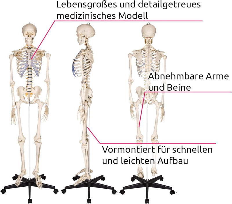 TecTake 400502 Anatomie Skelett lebensgross inklusive Ständer (Skelett | Nr.