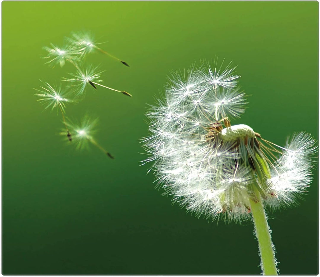 banjado® Herdabdeckplatte Glas 1-teilig 60x52 cm/Schneidebrett Herdabdeckung mit Motiv Pusteblume/He