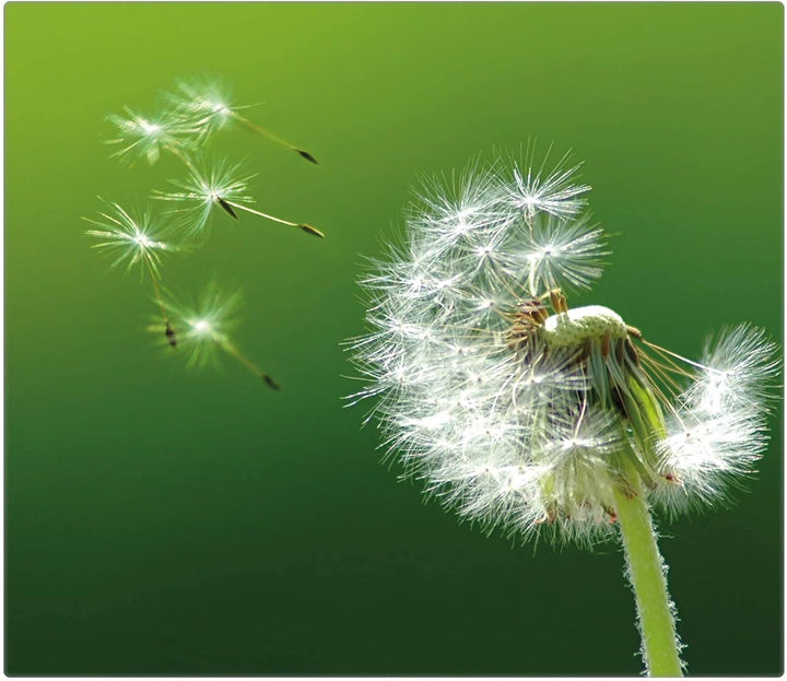 banjado® Herdabdeckplatte Glas 1-teilig 60x52 cm/Schneidebrett Herdabdeckung mit Motiv Pusteblume/He