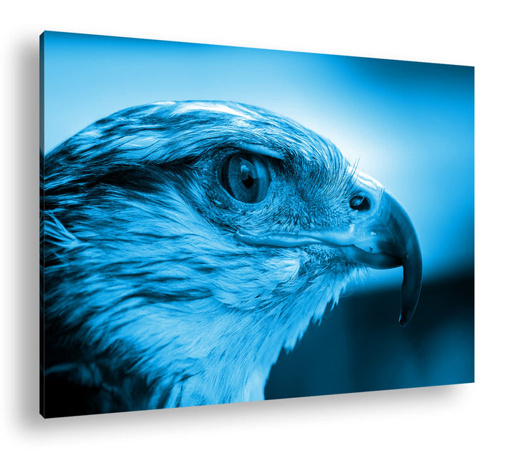 deyoli Kopf eines Falken Format 80x60 Effekt: Monocrome Blau als Leinwandbild, Motiv fertig gerahmt