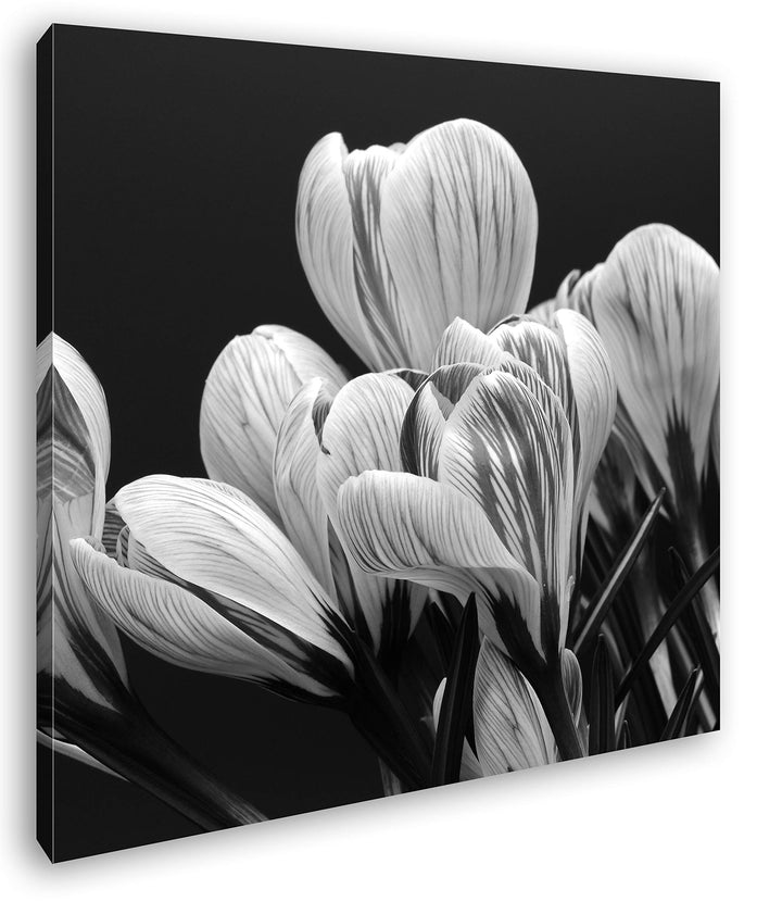 deyoli Krokusse im Frühling Format: 60x60 Effekt: Schwarz&Weiss als Leinwandbild, Motiv fertig gerah