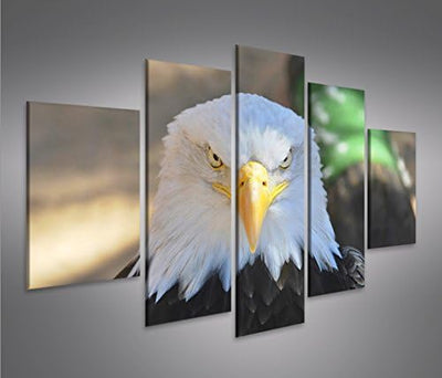 islandburner Bild Bilder auf Leinwand Adler Weisskopfseeadler USA Symbol MF XXL Poster Leinwandbild