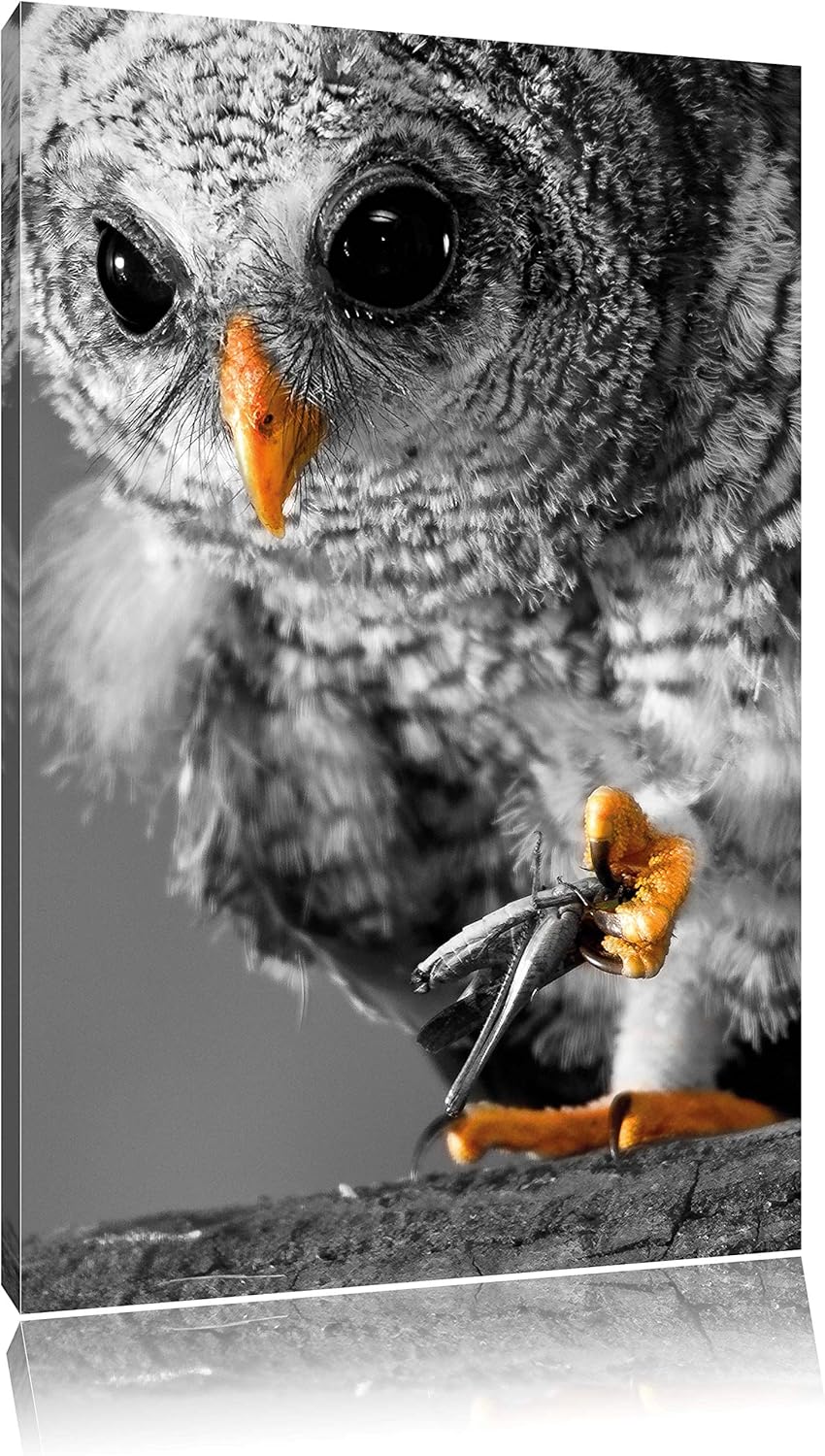 Pixxprint Eule mit Grille in ihren Krallen als Leinwandbild/Grösse: 100x70 cm/Wandbild/Kunstdruck/fe