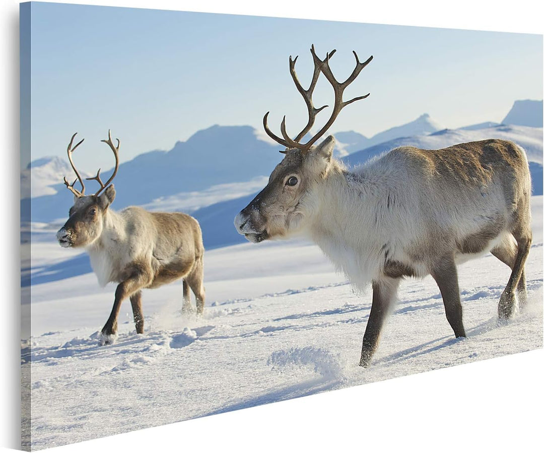 islandburner Bild auf Leinwand Rentiere Natürliche Umgebung Tromso Region Nordnorwegen Bilder Wandbi
