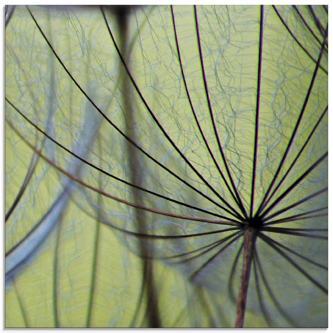 ARTland Glasbilder Wandbild Glas Bild einteilig 50x50 cm Quadratisch Natur Botanik Blumen Pusteblume