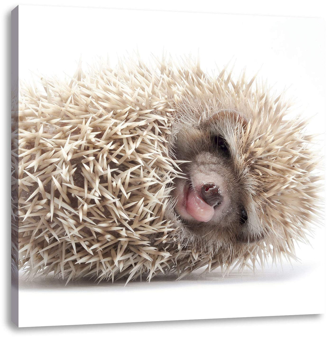 Pixxprint Kleiner niedlicher Baby Igel als Leinwandbild/Grösse: 70x70 cm/Wandbild/Kunstdruck/fertig
