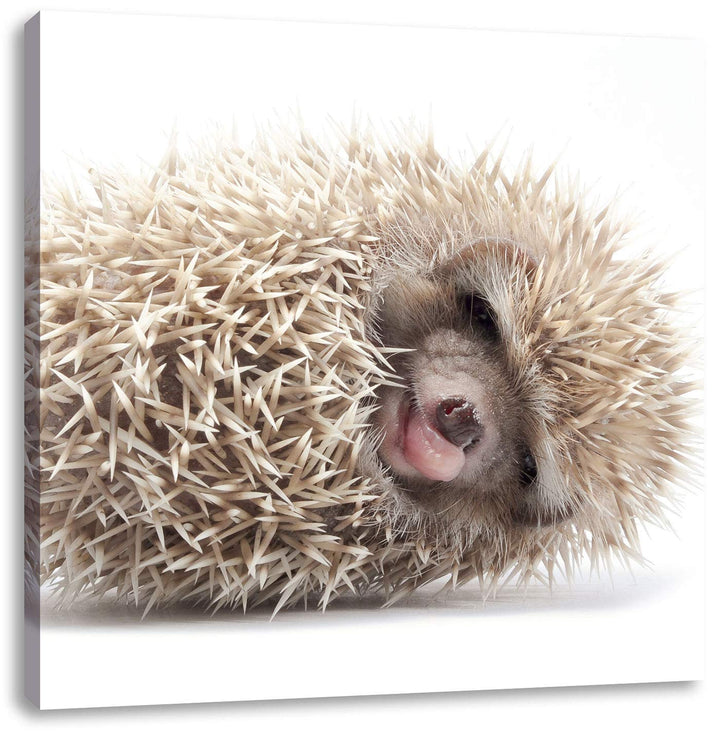 Pixxprint Kleiner niedlicher Baby Igel als Leinwandbild/Grösse: 70x70 cm/Wandbild/Kunstdruck/fertig