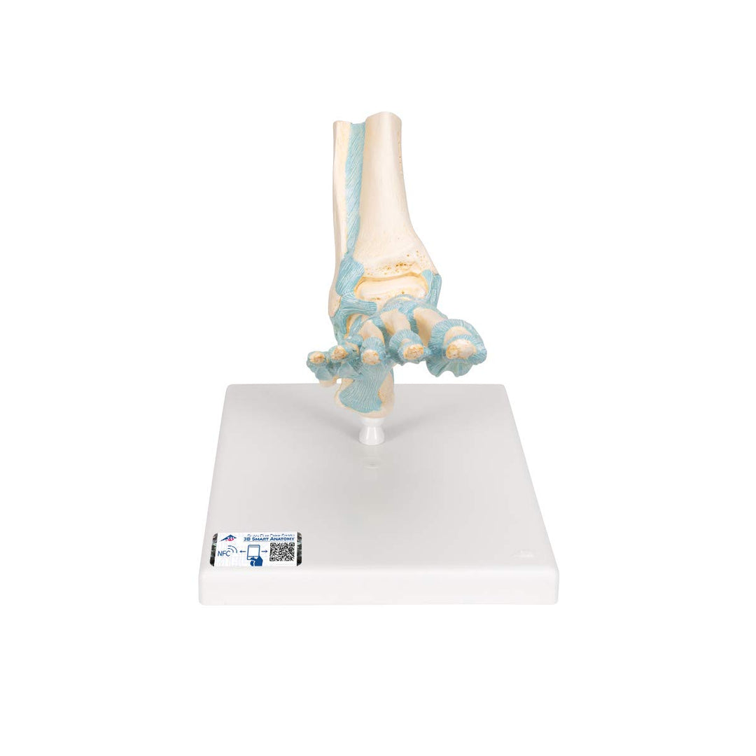 3B Scientific M34 Fuss-Skelett-Modell mit Bändern + kostenlose Anatomie App - 3B Smart Anatomy