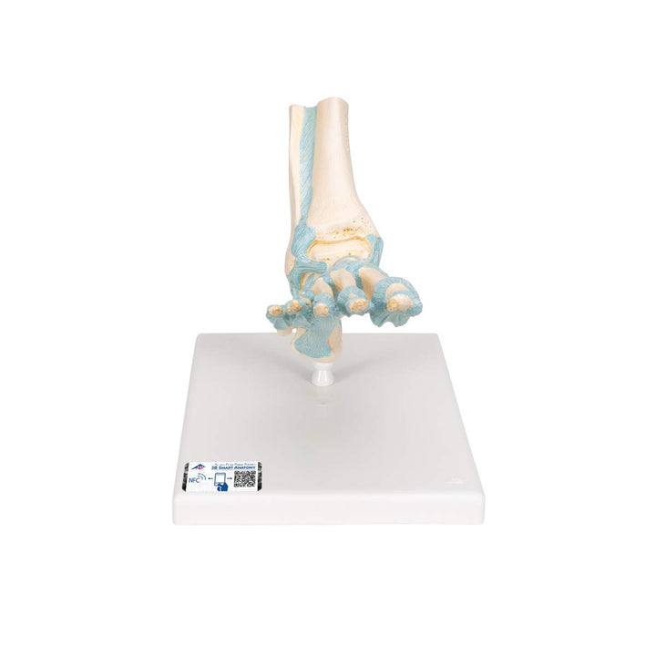 3B Scientific M34 Fuss-Skelett-Modell mit Bändern + kostenlose Anatomie App - 3B Smart Anatomy