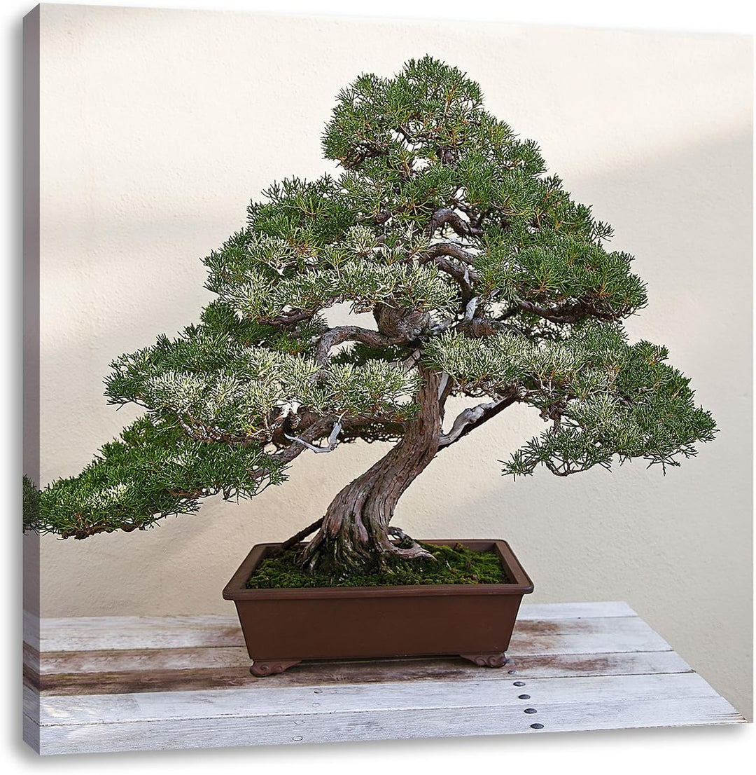 Pixxprint Bonsai Baum, Format: 70x70 auf Leinwand, XXL riesige Bilder fertig gerahmt mit Keilrahmen,