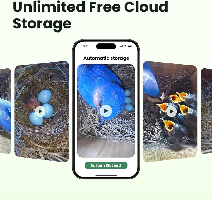Birdfy Vogelhaus mit Kamera Solar, 1080P FHD Live-View, Echtzeitbeobachtung des Nestbaus und der Bru
