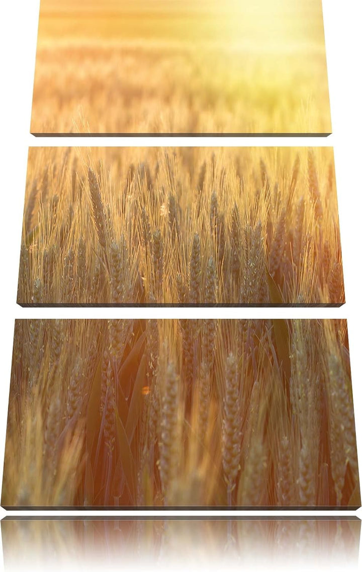 Pixxprint Getreidefeld als Leinwandbild - Grösse: 3-Teilig (120x80cm) - Wandbild - Kunstdruck - fert