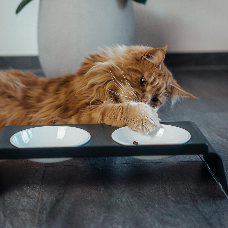 LucyBalu® Erhöhte Doppel-Futterstation Katze | Ergonomischer Katzennapf erhöht | Erhöhter Futternapf