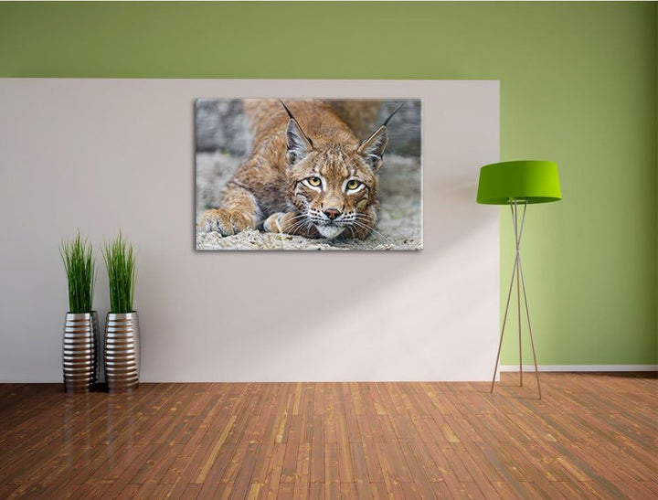 Pixxprint wachsamer Luchs auf Leinwand, XXL riesige Bilder fertig gerahmt mit Keilrahmen, Kunstdruck