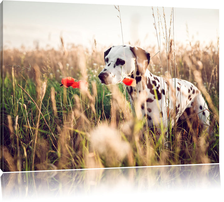 Neugieriger Hund im Feld, Format: 100x70 auf Leinwand, XXL riesige Bilder fertig gerahmt mit Keilrah