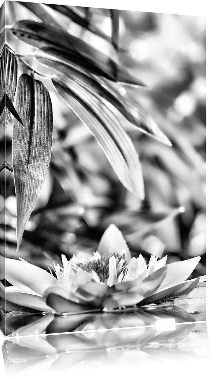 Pixxprint Monocrome, Weisse Seerose im Wasser Wellness, Format: 100x70 auf Leinwand, 100x70