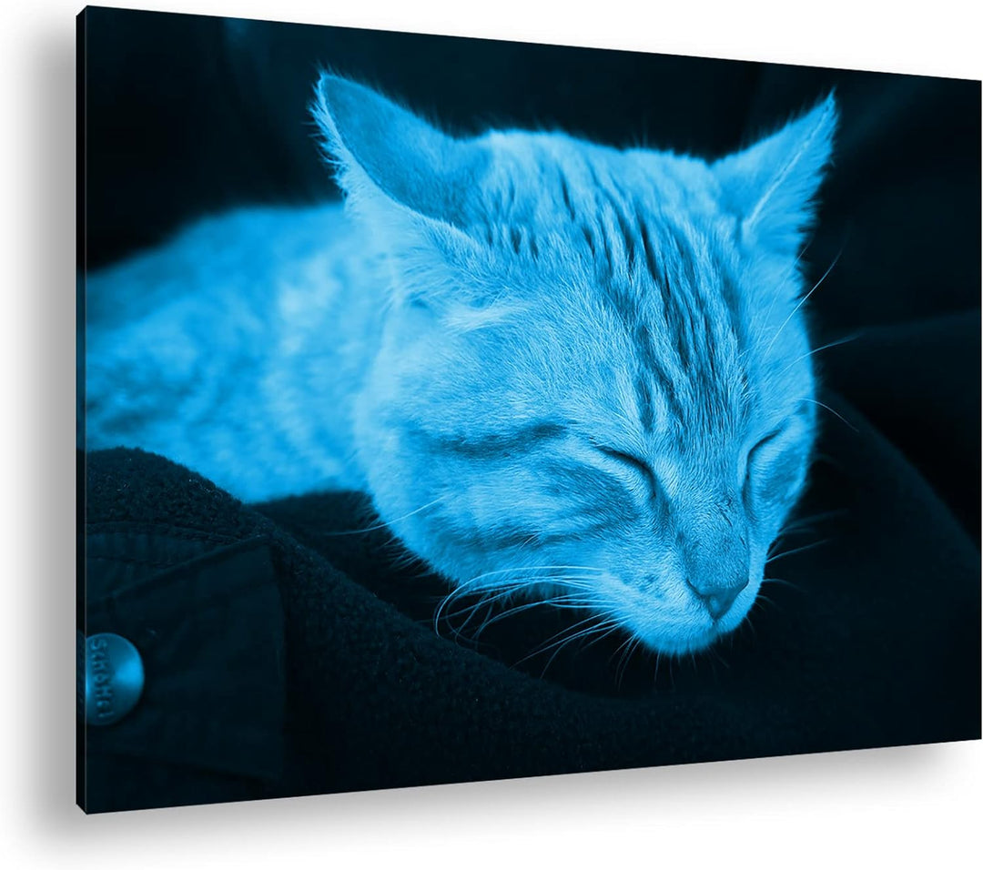 deyoli goldig schlafende Katze Format 80x60 Effekt: Monocrome Blau als Leinwandbild, Motiv fertig ge