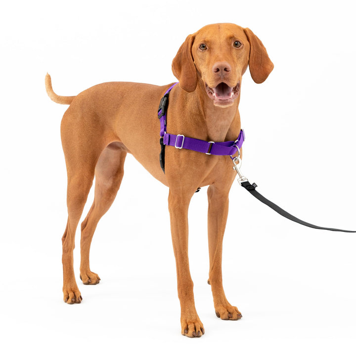 PetSafe Easy Walk Hundegeschirr. Deep Purple/Black Medium, Deep Purple/Black Medium