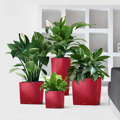 LECHUZA CUBE Premium 30 scarlet rot hochglanz 16467 29.5x29.5x30 cm Scarlet Rot Hochglanz, 29.5x29.5