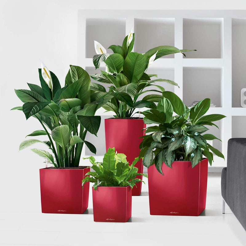 LECHUZA CUBE Premium 30 scarlet rot hochglanz 16467 29.5x29.5x30 cm Scarlet Rot Hochglanz, 29.5x29.5