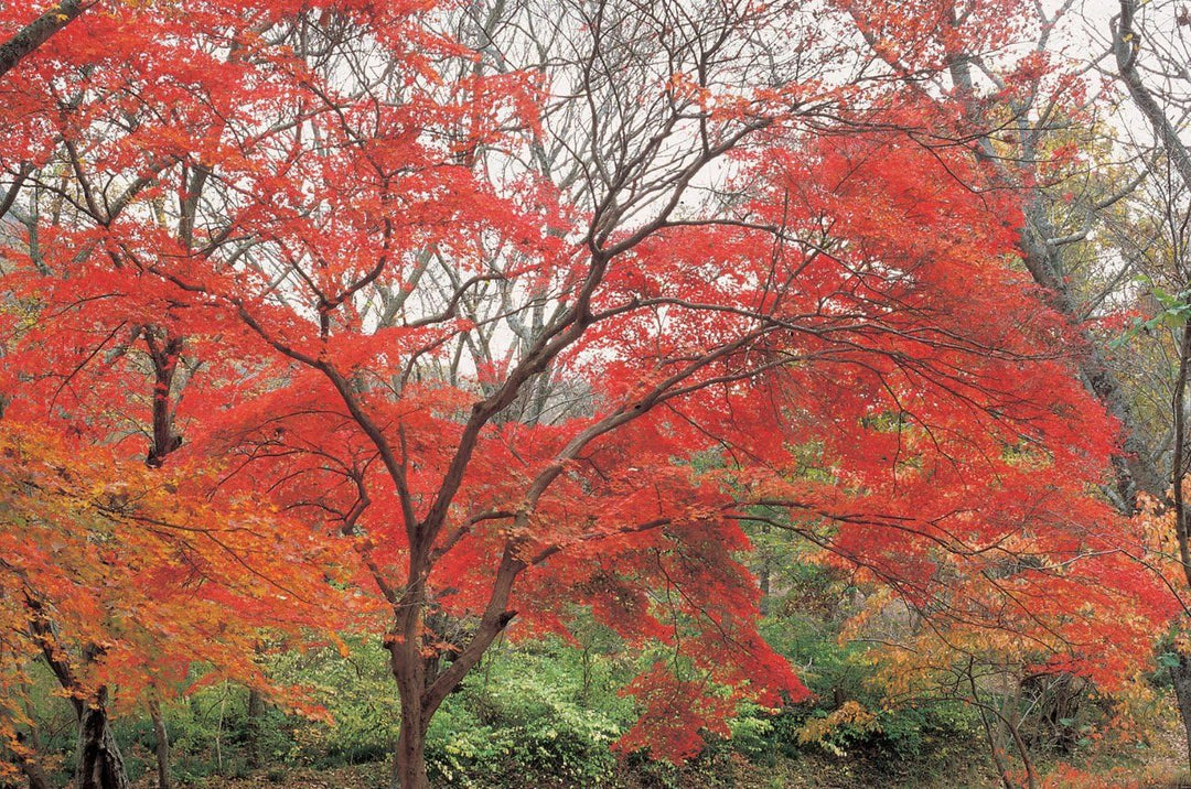 Hoya Red Enhancer Intensifier RA54-Filter (82mm), 82mm