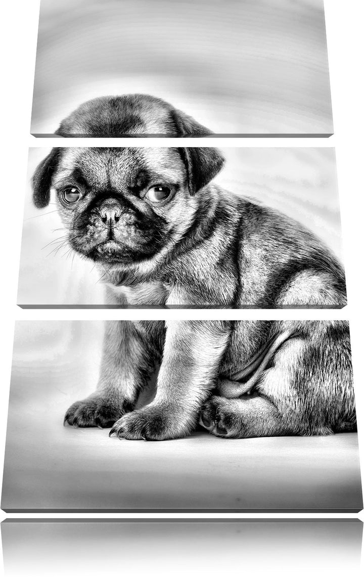 Pixxprint Monocrome, Kleiner Hundewelpe Mops als Leinwandbild 3 teilig/Grösse: 3 Teilig (120x80) / W