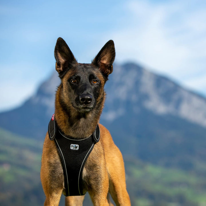 Belka Harness Black M M Black, M Black
