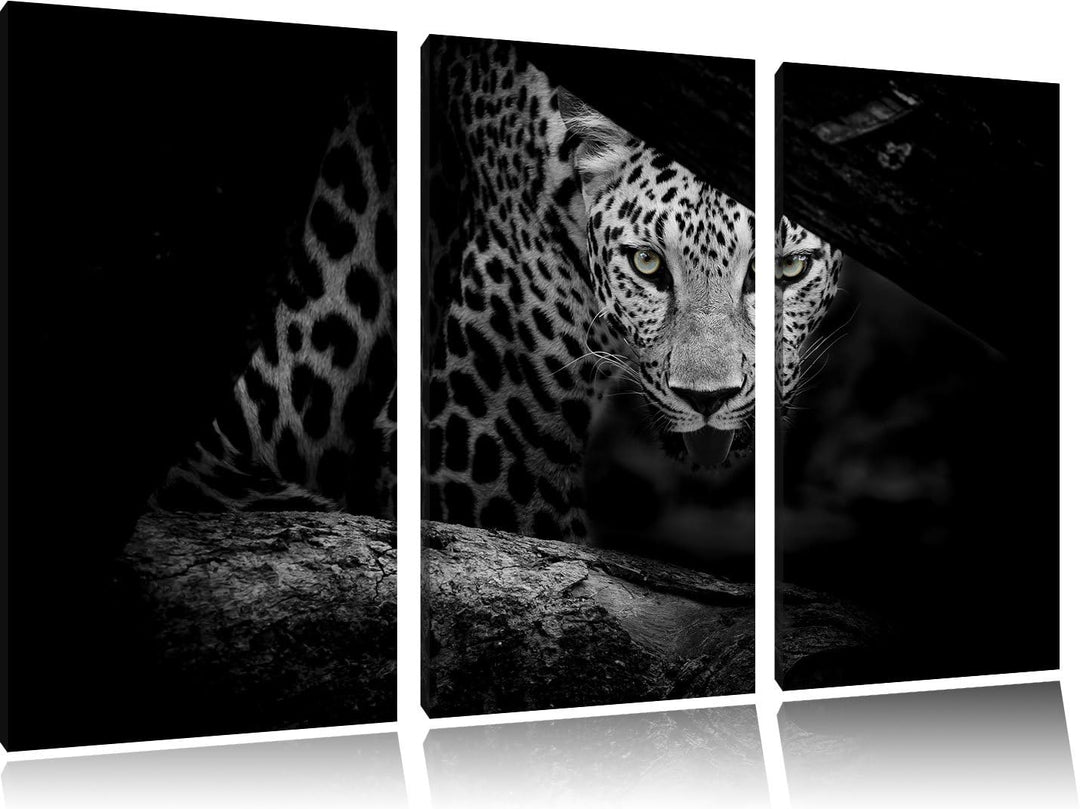 Pixxprint Neugieriger Gepard als Leinwandbild/Grösse: 3 Teilig (120x80) cm/Wandbild/Kunstdruck/ferti
