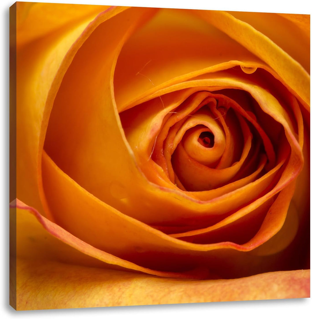 Pixxprint Anmutige gelbe geschlossene Rose, Format: 70x70 auf Leinwand, 70x70