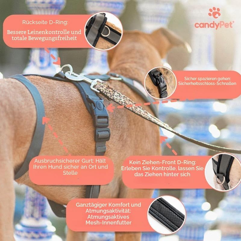 3-Punkt-Gurt mit Anti-Ziehen, ideal für Lebreles: Italienischer Windhund, Whippet, Windhund, Podenco