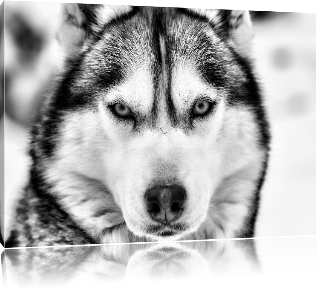 Monocrome, Husky, Format: 100x70 auf Leinwand, XXL riesige Bilder fertig gerahmt mit Keilrahmen, Kun