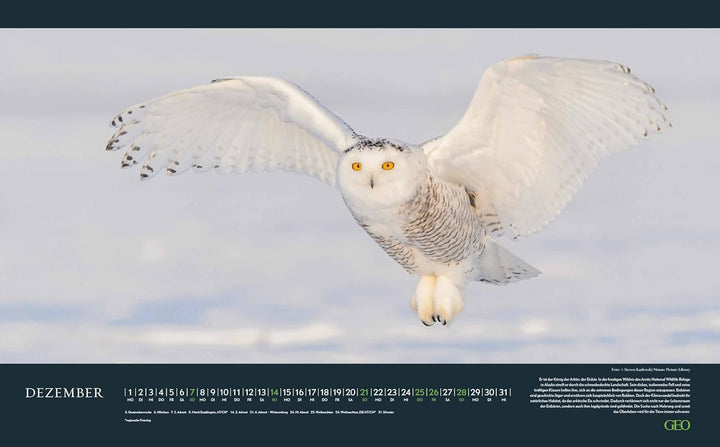 GEO - Einzigartige Tierarten 2026 – Wandkalender 58x36 cm, Poster-Kalender mit 12 Monatsblättern, de