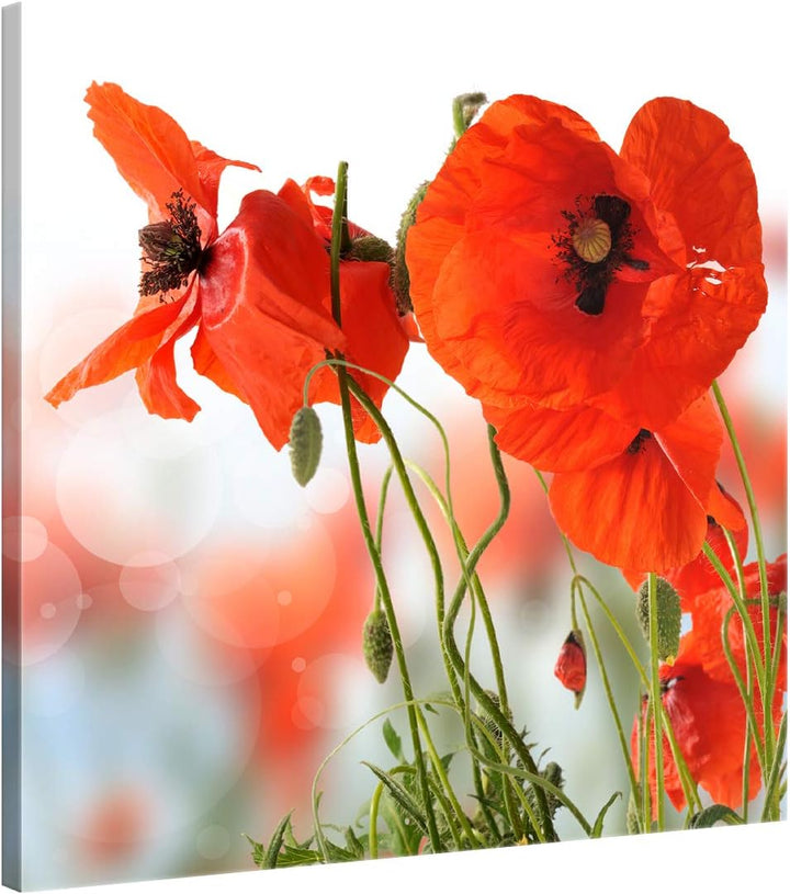 ge Bildet Bild auf Leinwand | Pflanzen Bilder - Mohn - Blumen Rot Natur in 50x50 cm als Wandbild | W