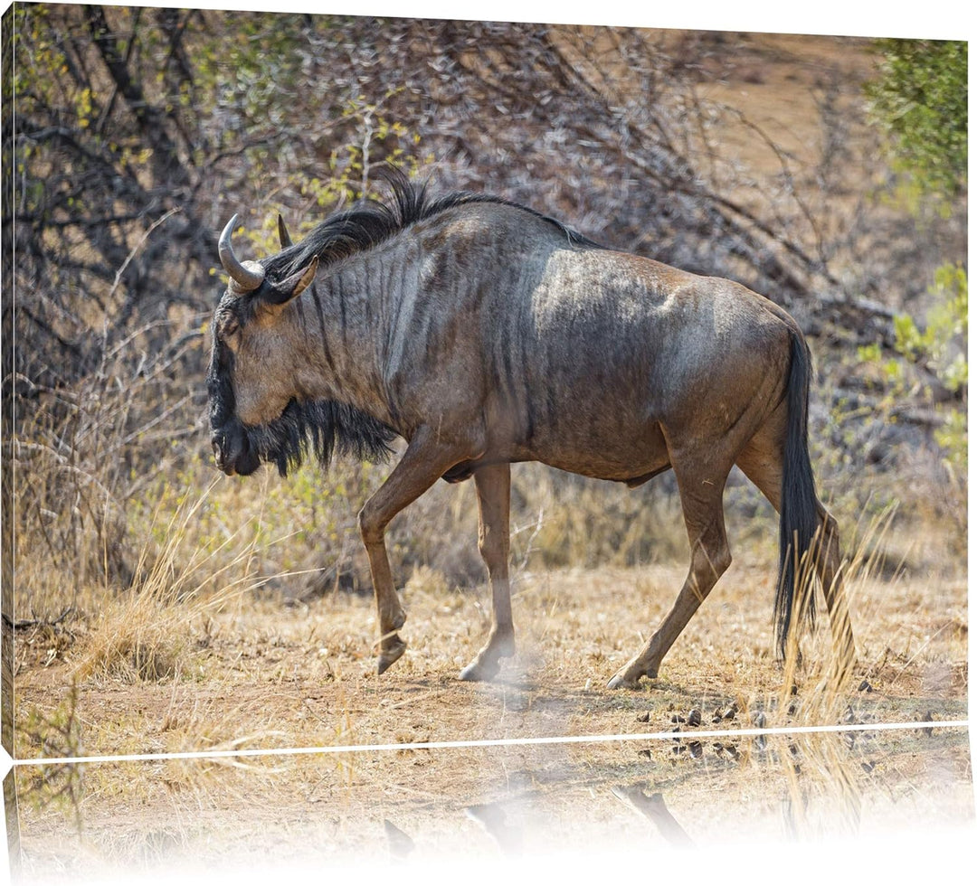 Pixxprint Kaffernbüffel in der Savanne auf Leinwand, XXL riesige Bilder fertig gerahmt mit Keilrahme