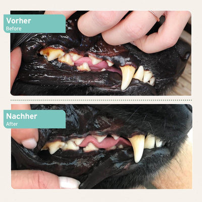 AniForte Denta Clean & Care Zahnpflege Pulver für Hunde & Katzen 300g – effektive & natürliche Zahnr