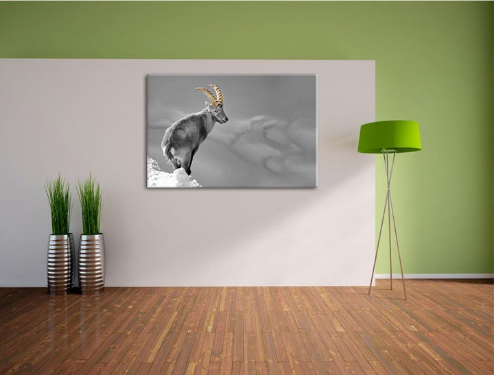 schöner Steinbock im Schnee schwarz/weiss Format: 100x70 auf Leinwand, XXL riesige Bilder fertig ger