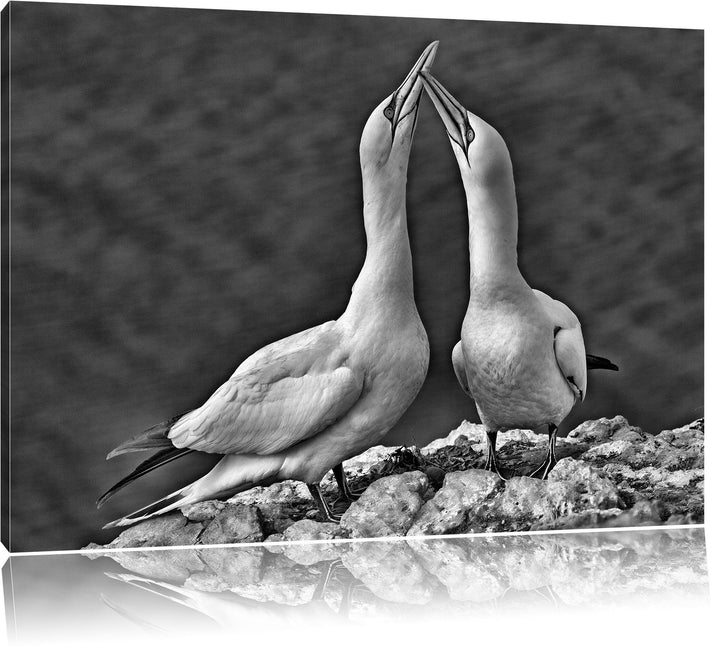 Pixxprint Monocrome, aussergewöhnliche Vögel am Meer, Format: 100x70 auf Leinwand, riesige Bilder fe