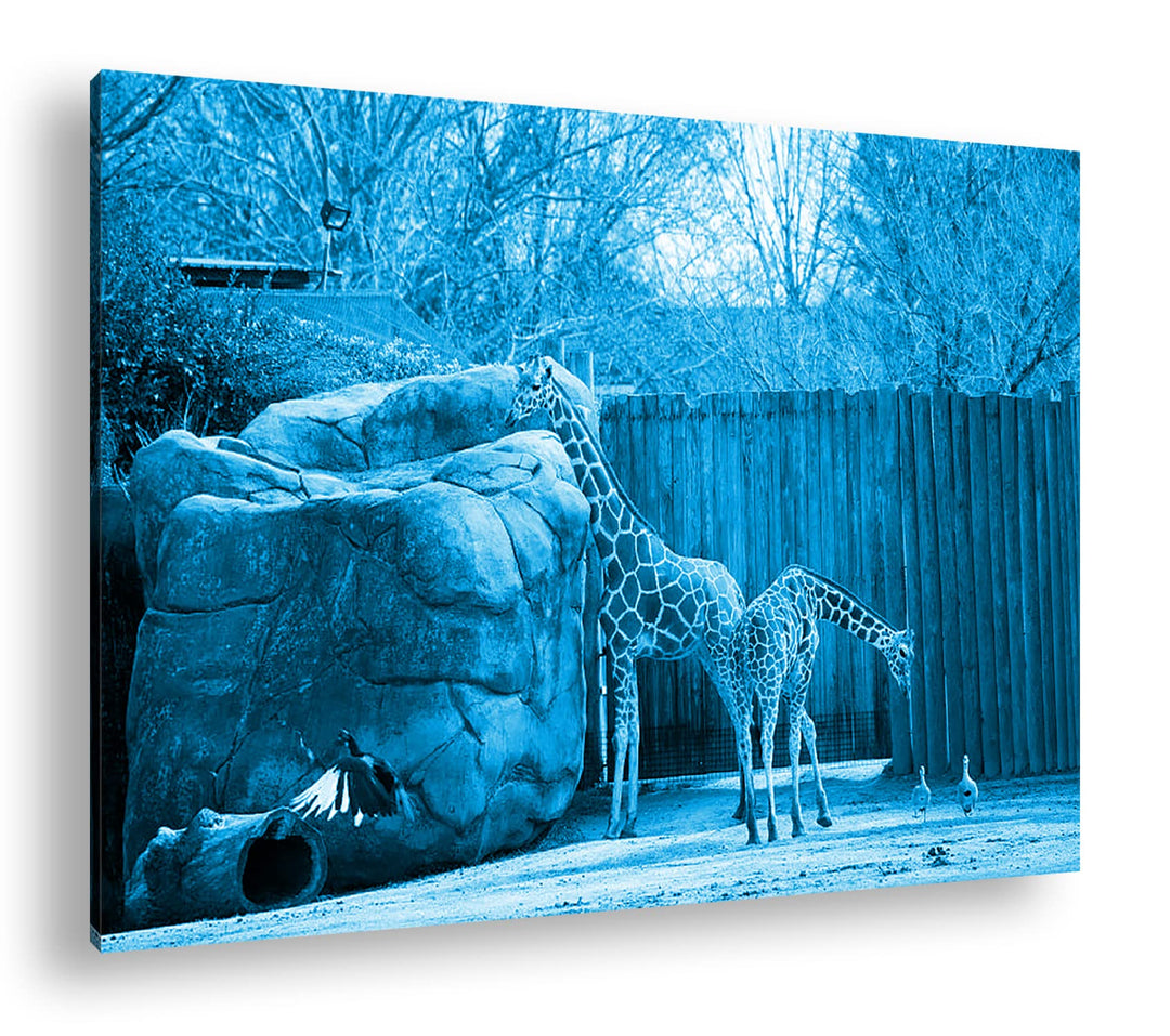deyoli Zwei Giraffen in einem Gehege Format 60x40 Effekt: Monocrome Blau als Leinwandbild, Motiv fer
