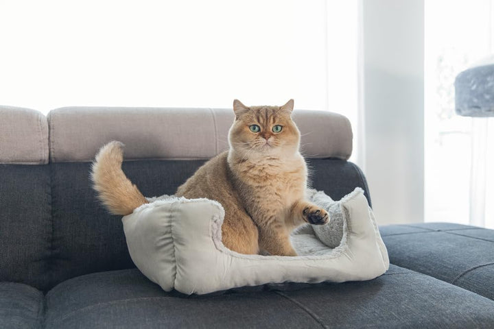 Beeztees Baboo, Katzenbett, grau/grau, 48x37x18 cm, grau/grau