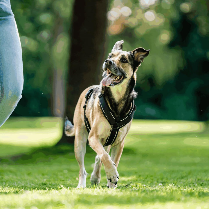 Sprenger Y-Geschirr 2.0 Hundegeschirr, Grösse XS – reflektierend, Softshell-gepolstert, stufenlos ve