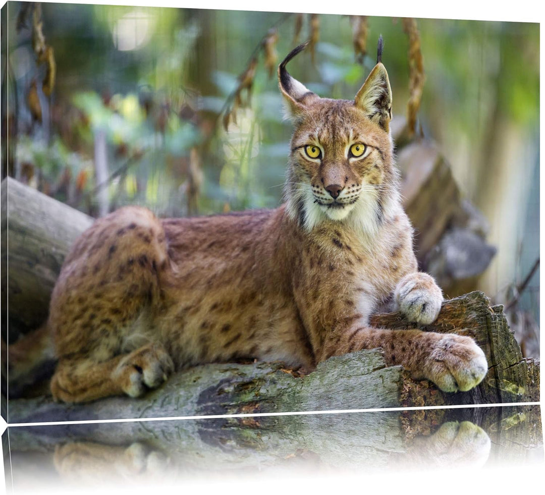 Pixxprint aufmerksamer Luchs auf Leinwand, XXL riesige Bilder fertig gerahmt mit Keilrahmen, Kunstdr