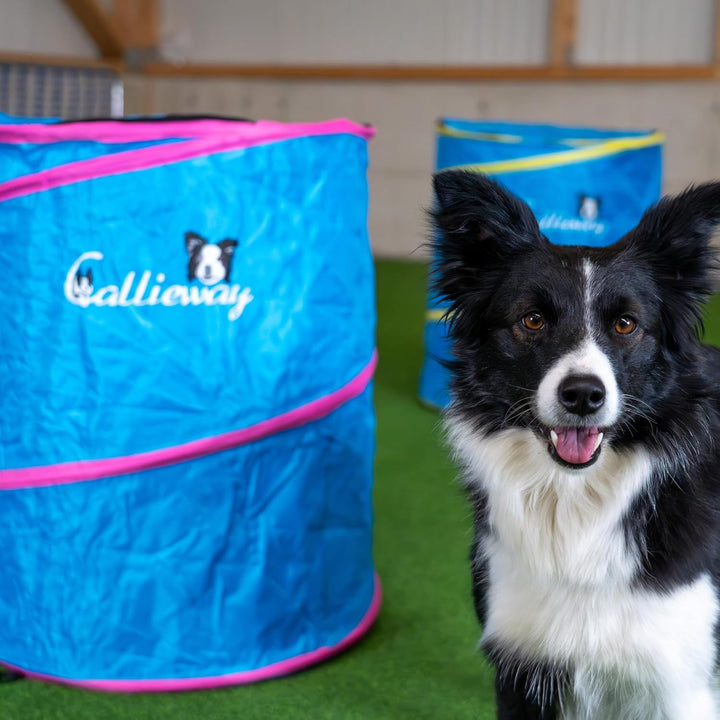 Callieway Hoopers Agility Barrel – Tonne/Fass für Hundetraining (Doppelpack, Blau) | Leicht, stabil