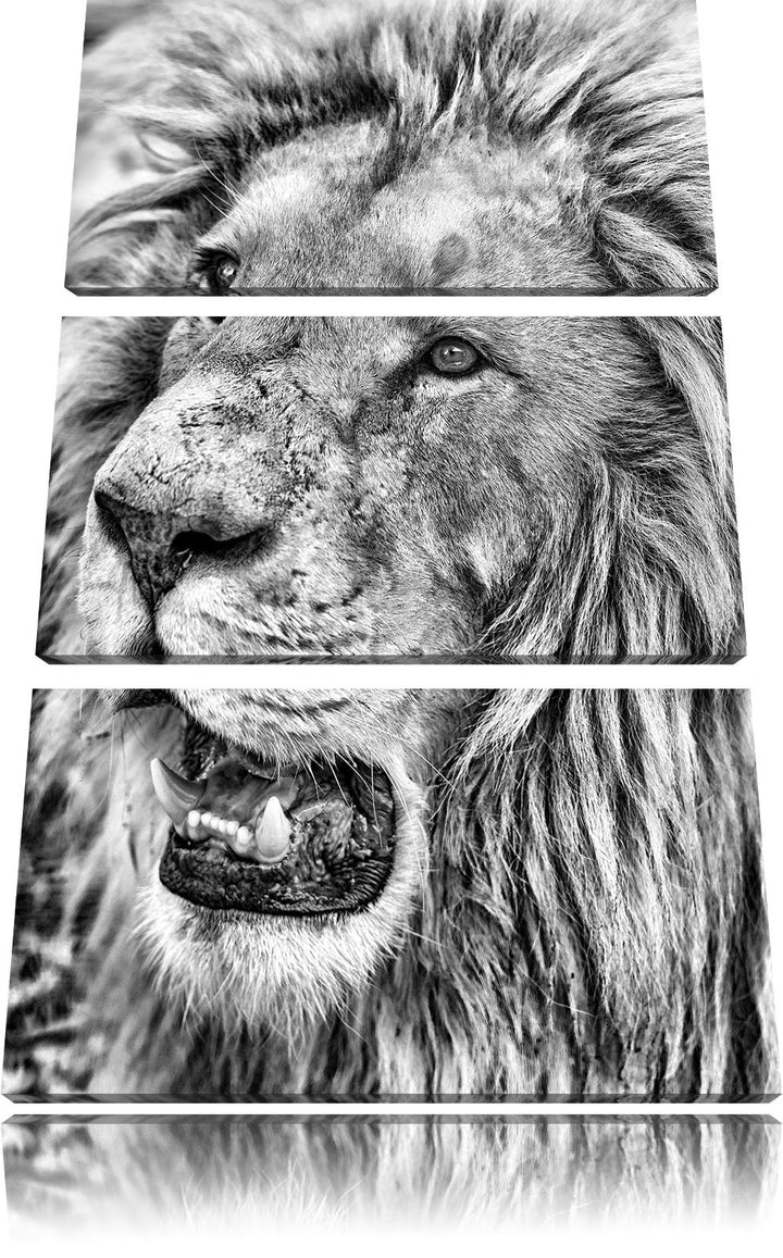 Pixxprint schöner weisser Löwe als Leinwandbild | Grösse: 3 Teilig (120x80) | Wandbild| Kunstdruck |