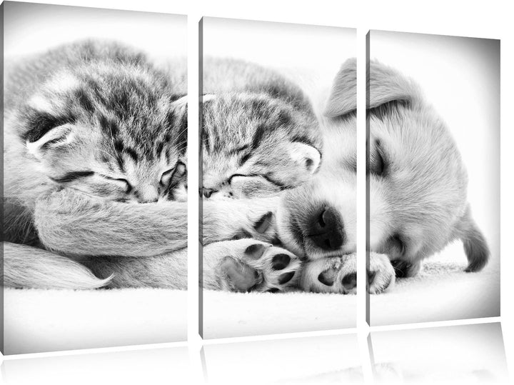 Pixxprint Hundewelpe mit kleinen Kätzchen als Leinwandbild/Grösse: 3 Teilig (120x80) / Wandbild/Kuns