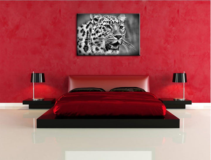 Pixxprint ausgewachsener Leopard / 100x70cm Leinwandbild bespannt auf Holzrahmen/Wandbild Kunstdruck