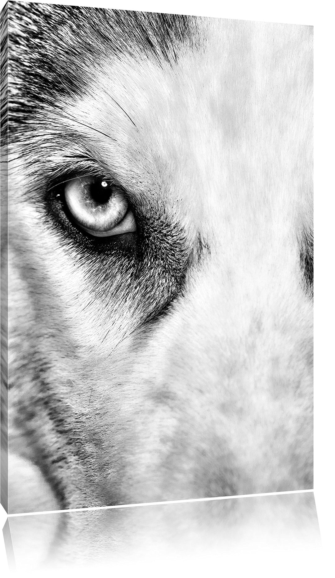 Pixxprint Husky mit Eisblauen Augen / 100x70cm Leinwandbild bespannt auf Holzrahmen/Wandbild Kunstdr