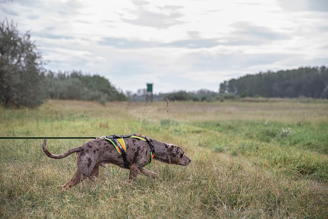 Julius-K9, 19MTR-FOR-XS-AMZ, Mantrailing &amp; Outdoor Hundegeschirr, Grösse: XS, UV orange mit neon Ran