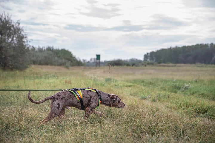 Julius-K9, 19MTR-FOR-XS-AMZ, Mantrailing &amp; Outdoor Hundegeschirr, Grösse: XS, UV orange mit neon Ran