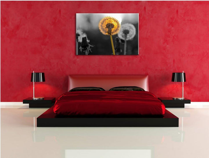 schöne Pusteblumen beim Sonnenuntergang schwarz/weiss Format: 100x70 auf Leinwand, XXL riesige Bilde